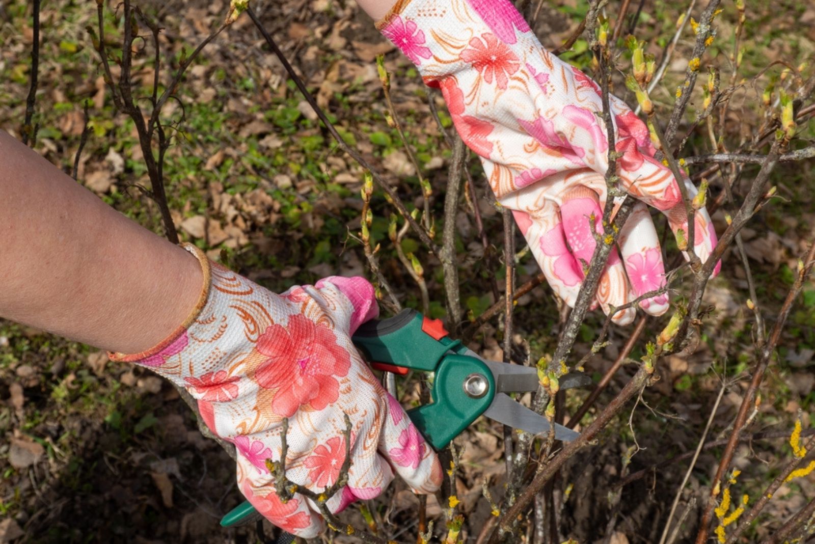 cutting out old branches for berry bushes