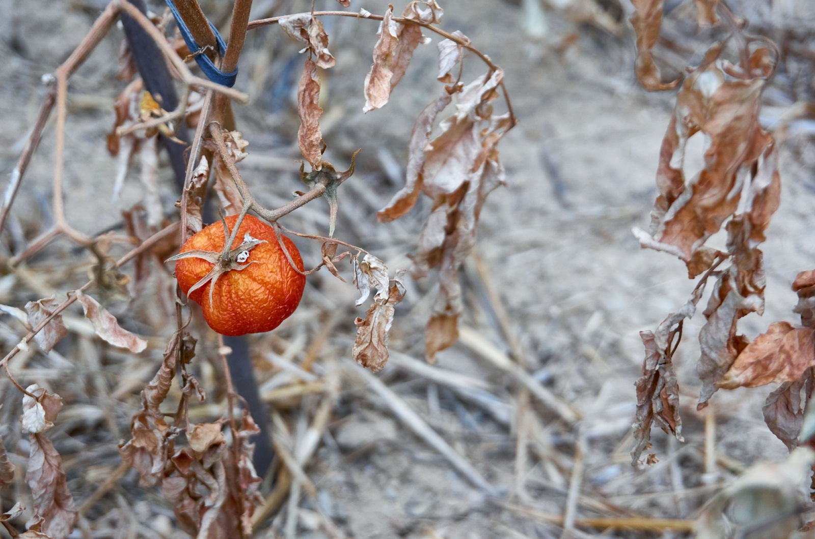 dead tomatoes plant