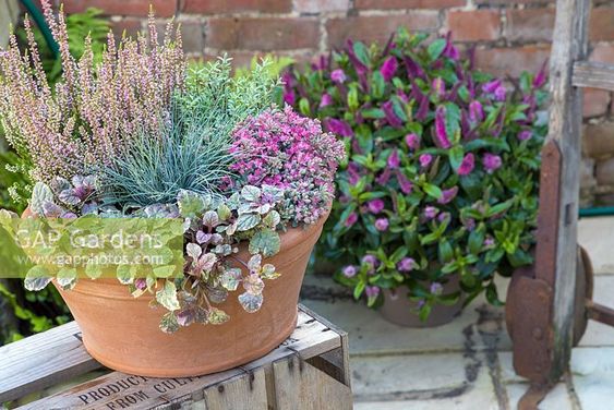 different flowers in a pot