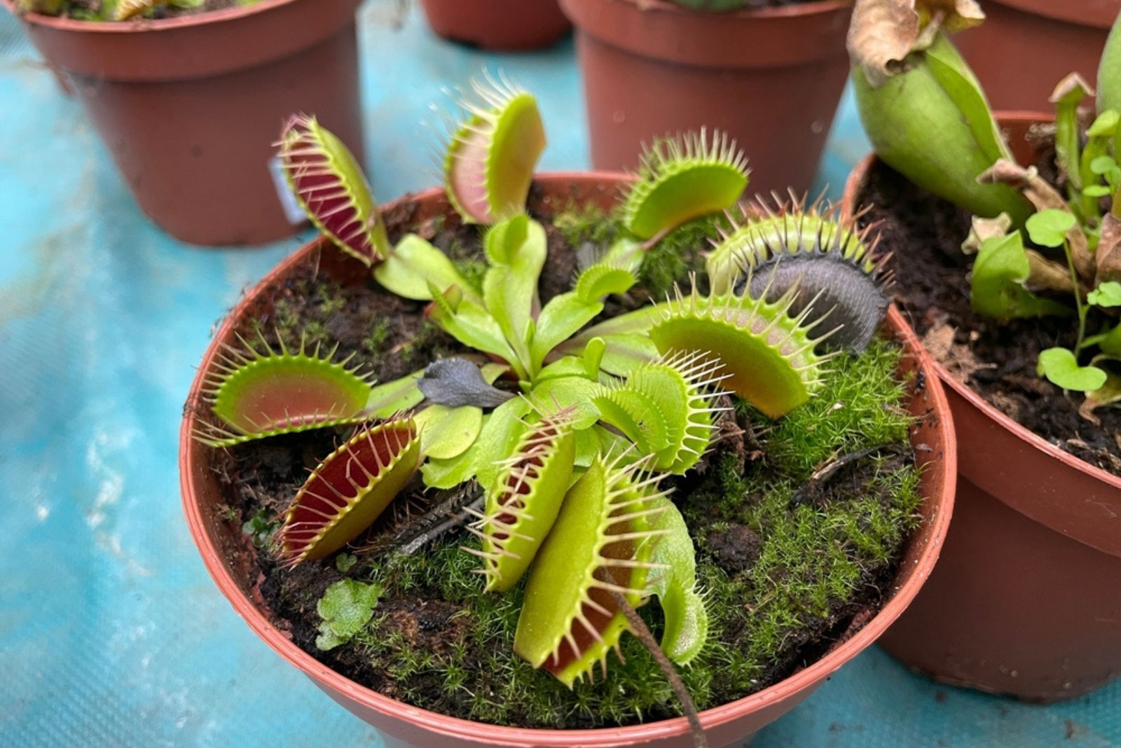 dionea venus flytrap plants mini in clay pot