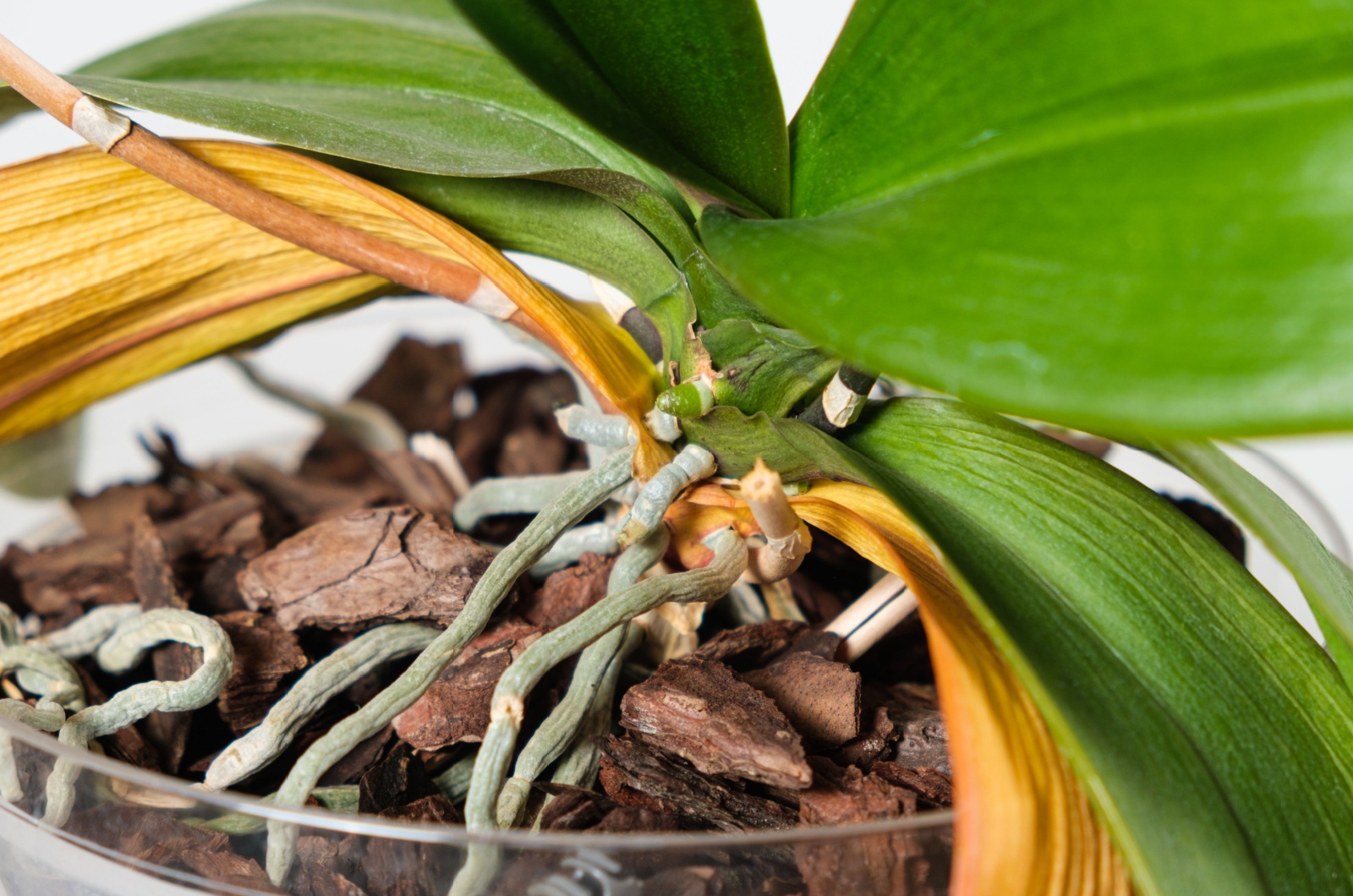 dried orchid roots