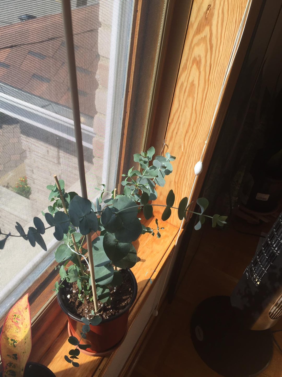 eucalyptus on a window sill