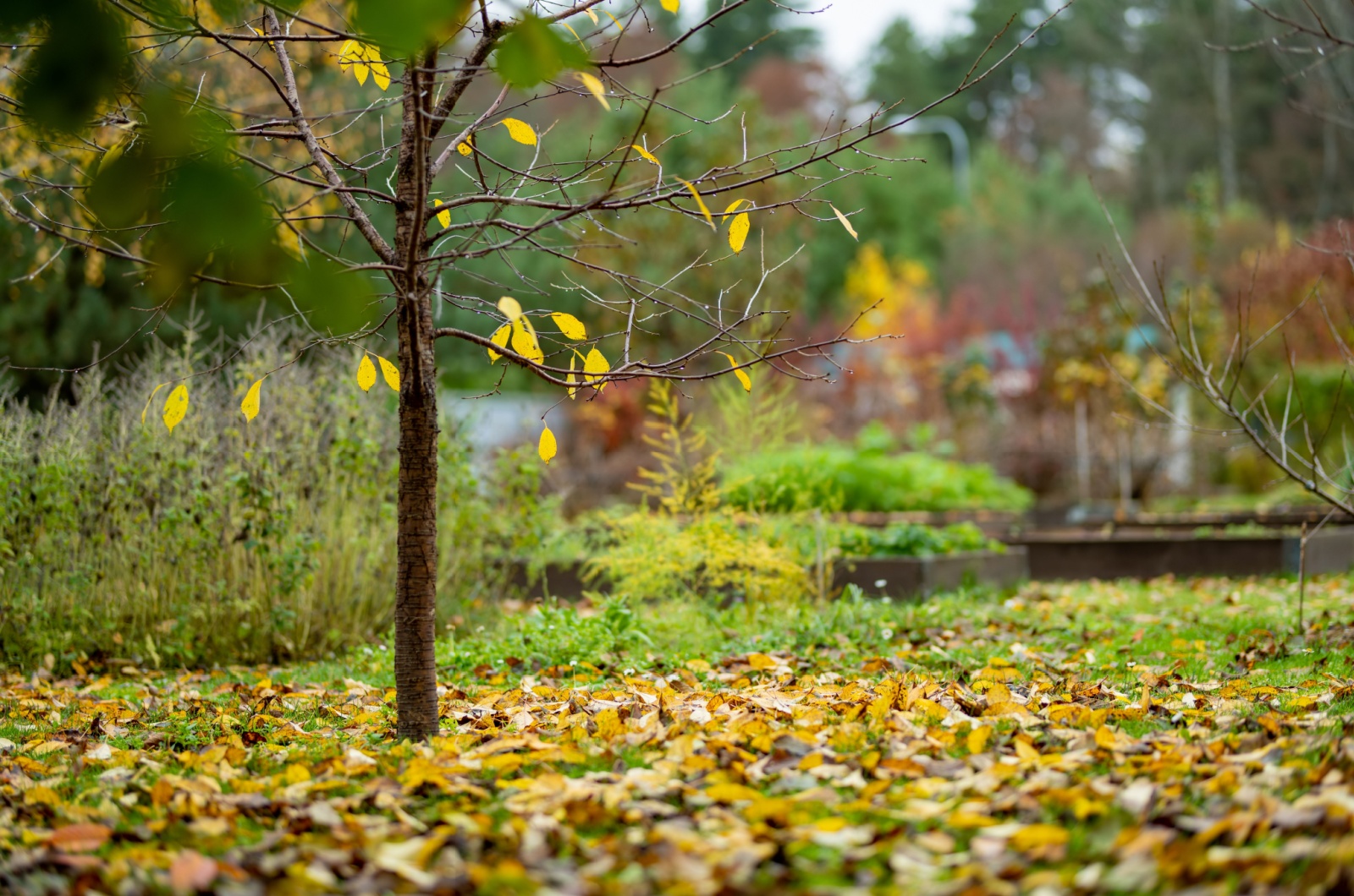 fallen leaves