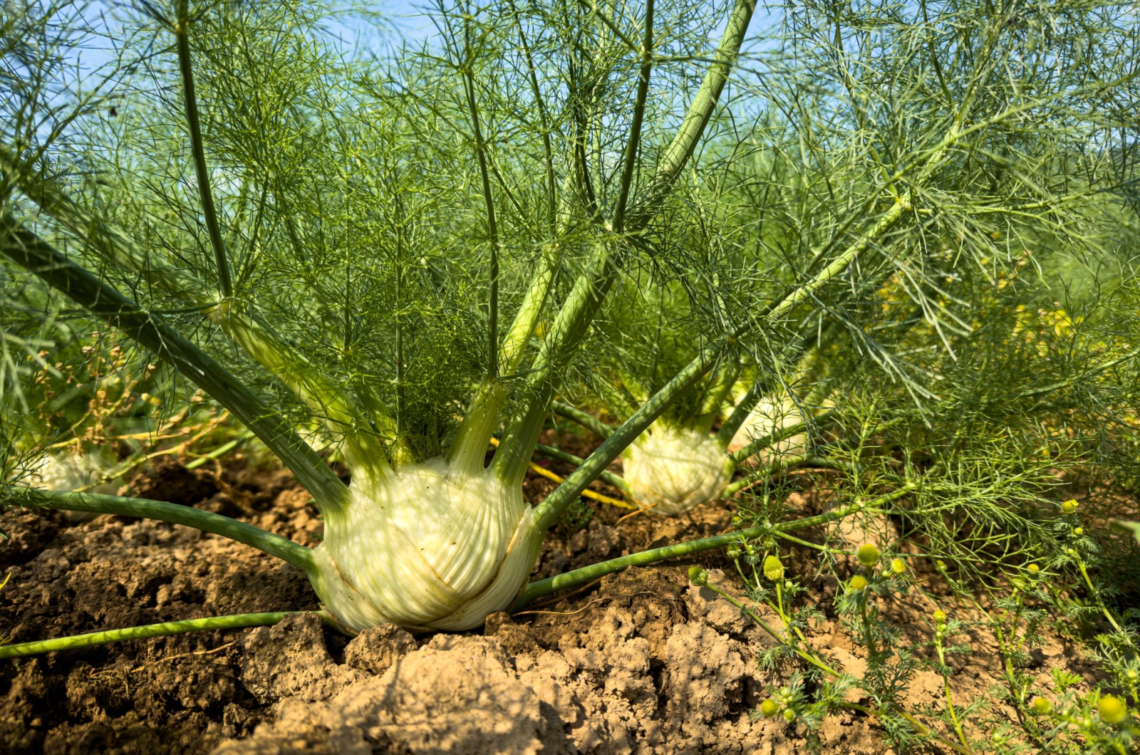 fennel bulb