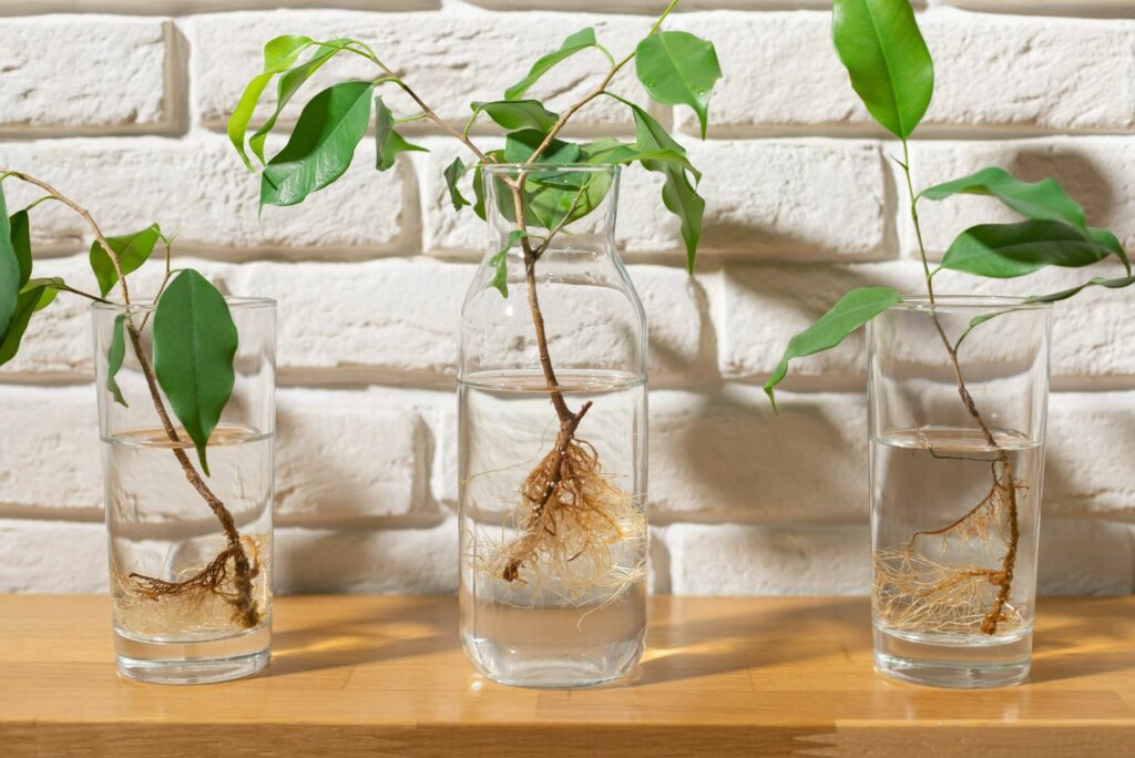 ficus benjamin seedlings with roots in glasses of water