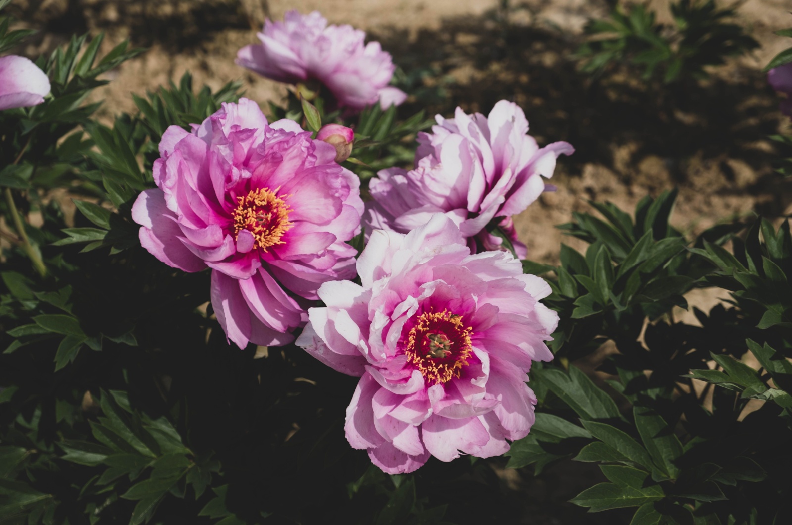 first arrival peony