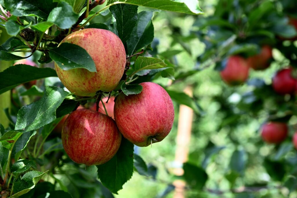 fresh apples on the branch