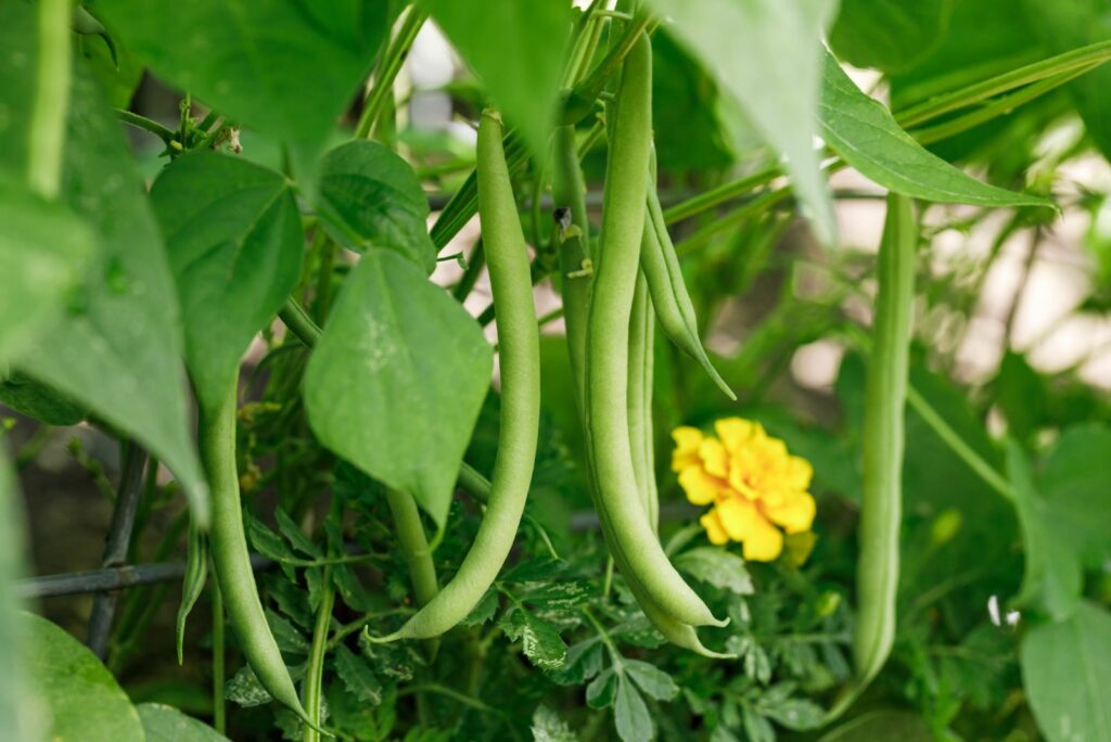 fresh pod in the garden