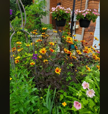 garden with flowers