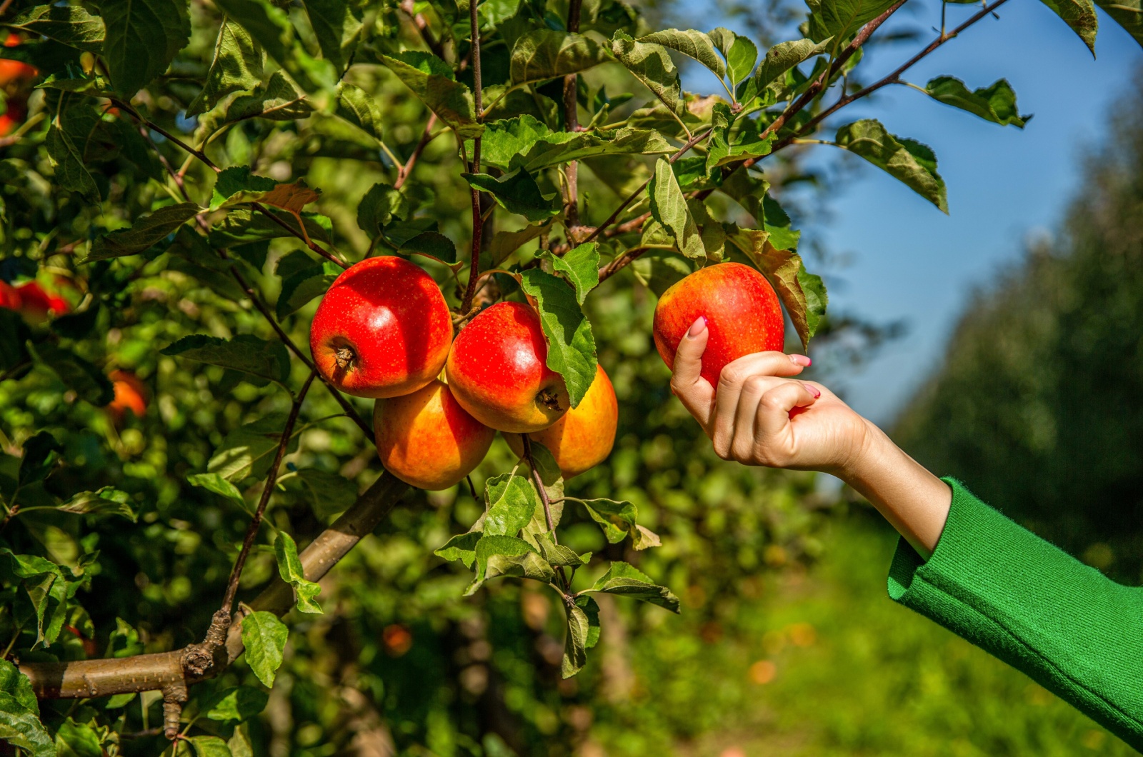 gardener hand picking red apple