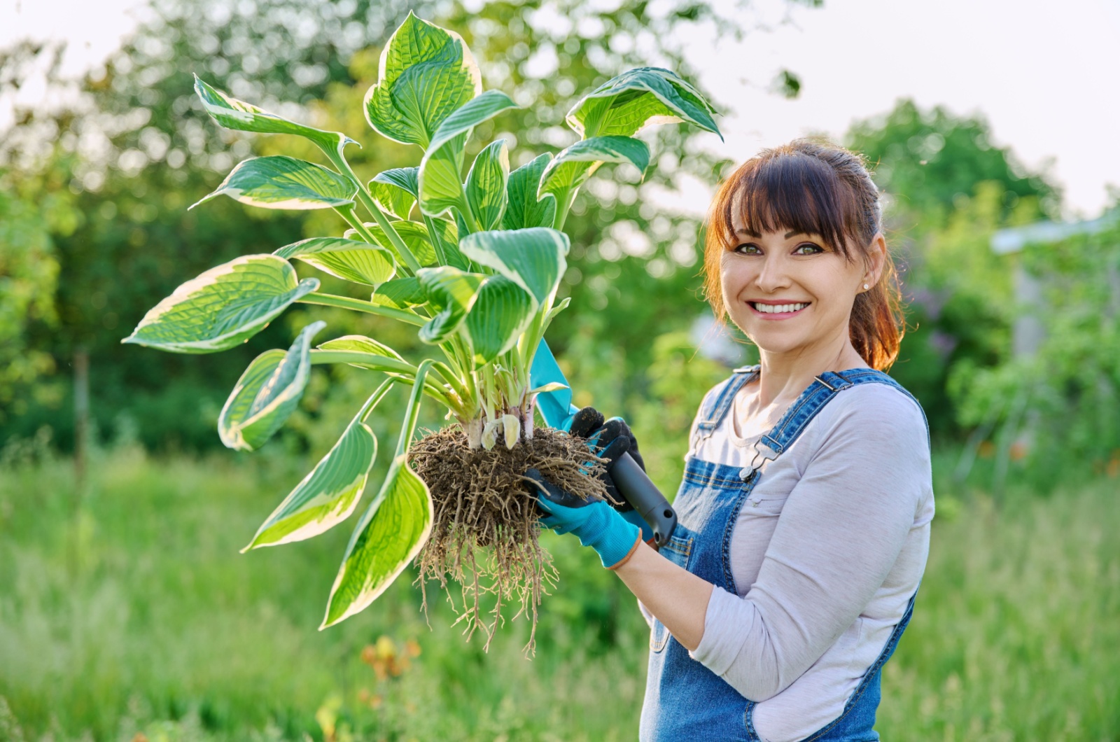 gardener holding hosta plant