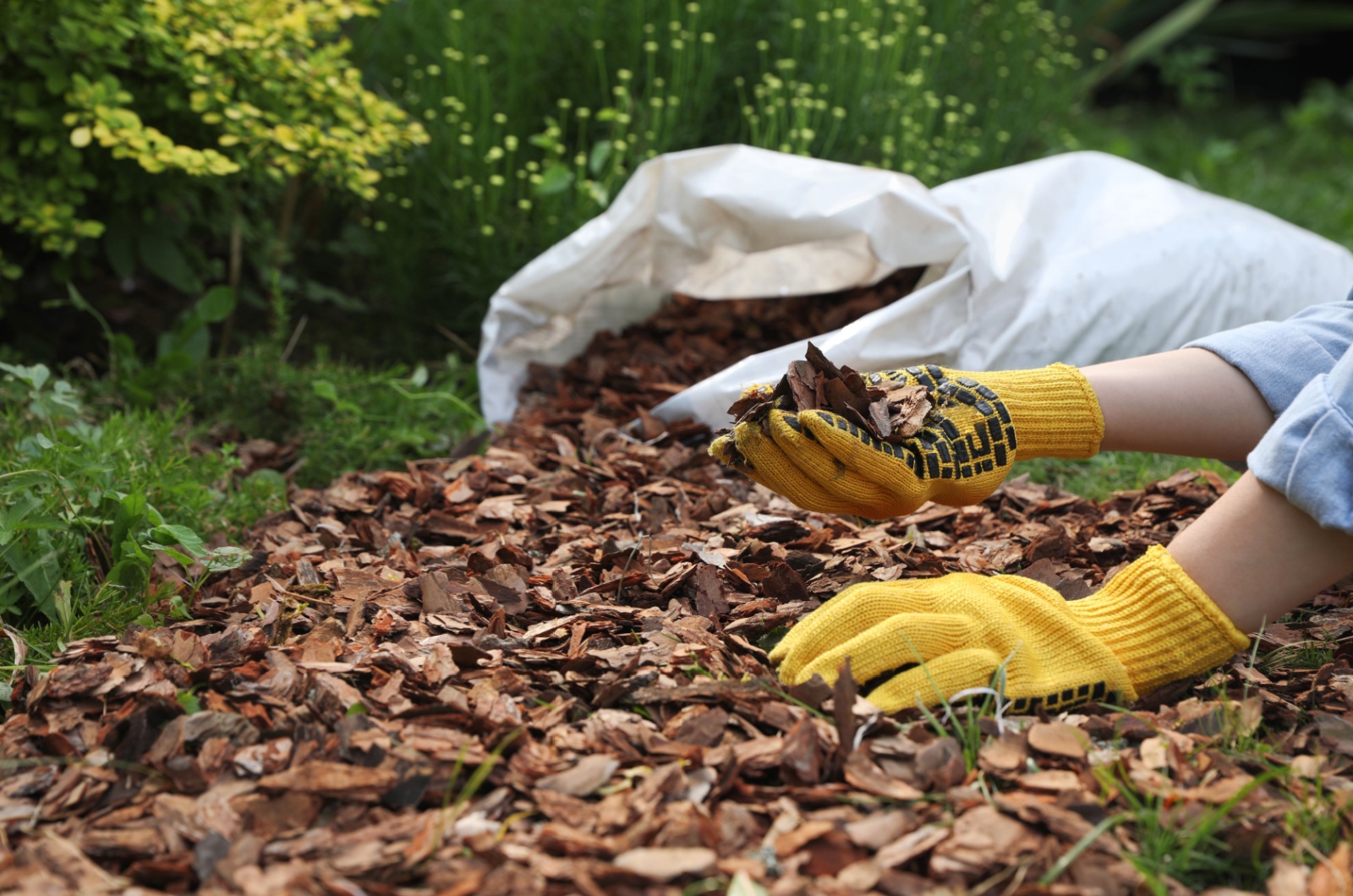 gardener holding mulch in hands