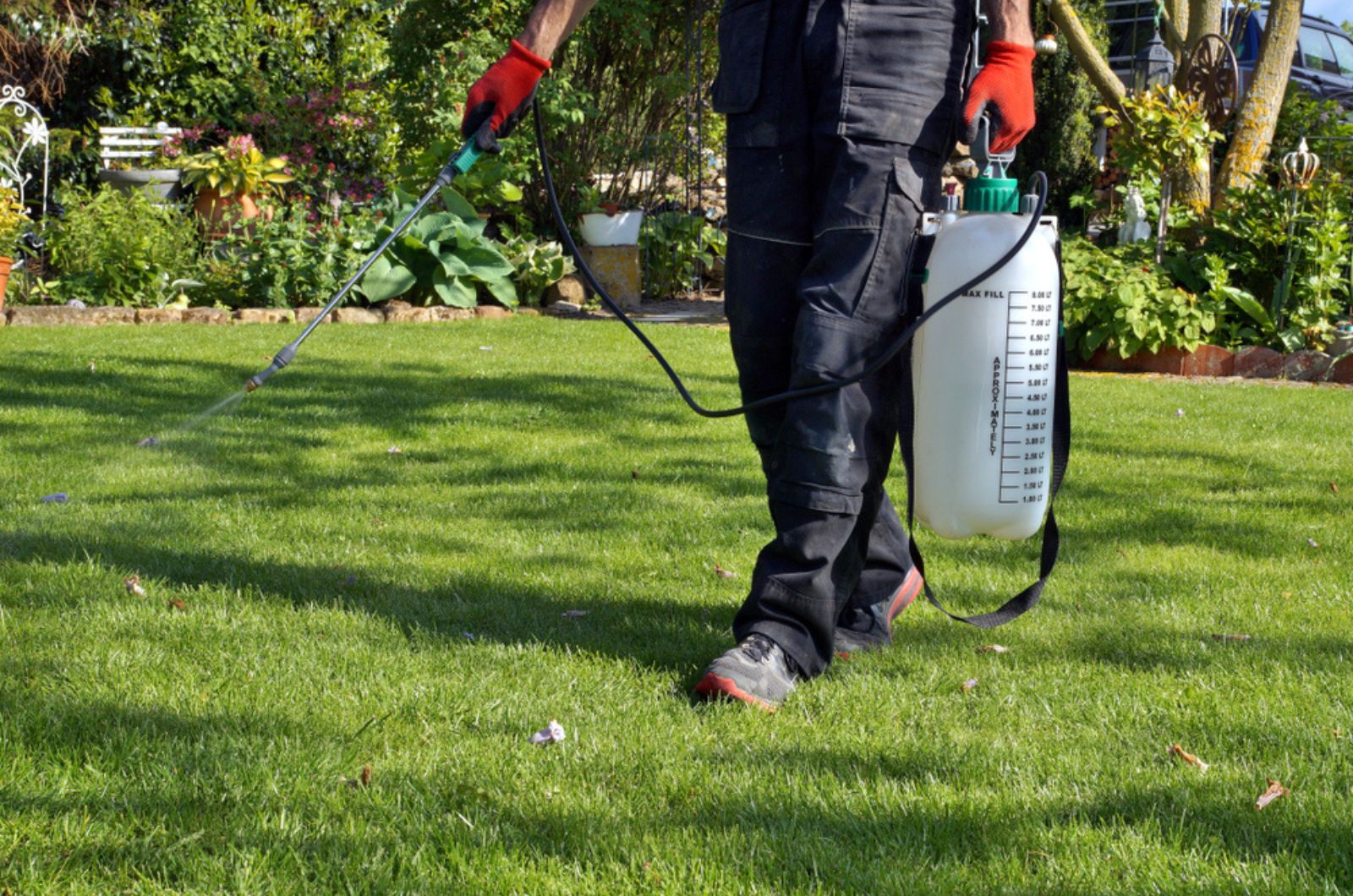 gardener spraying grass with portable sprayer