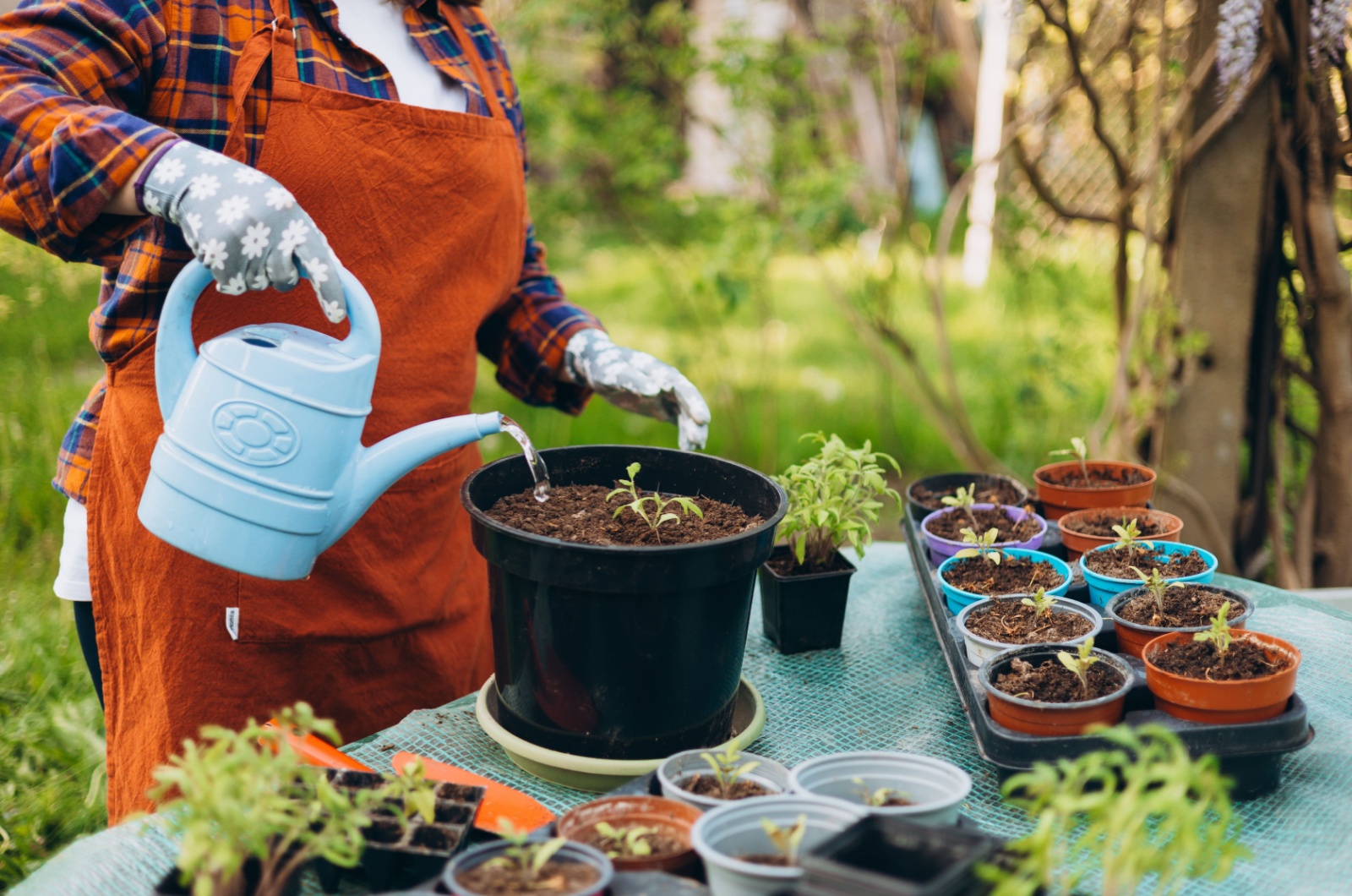 gardener watering a potted plant