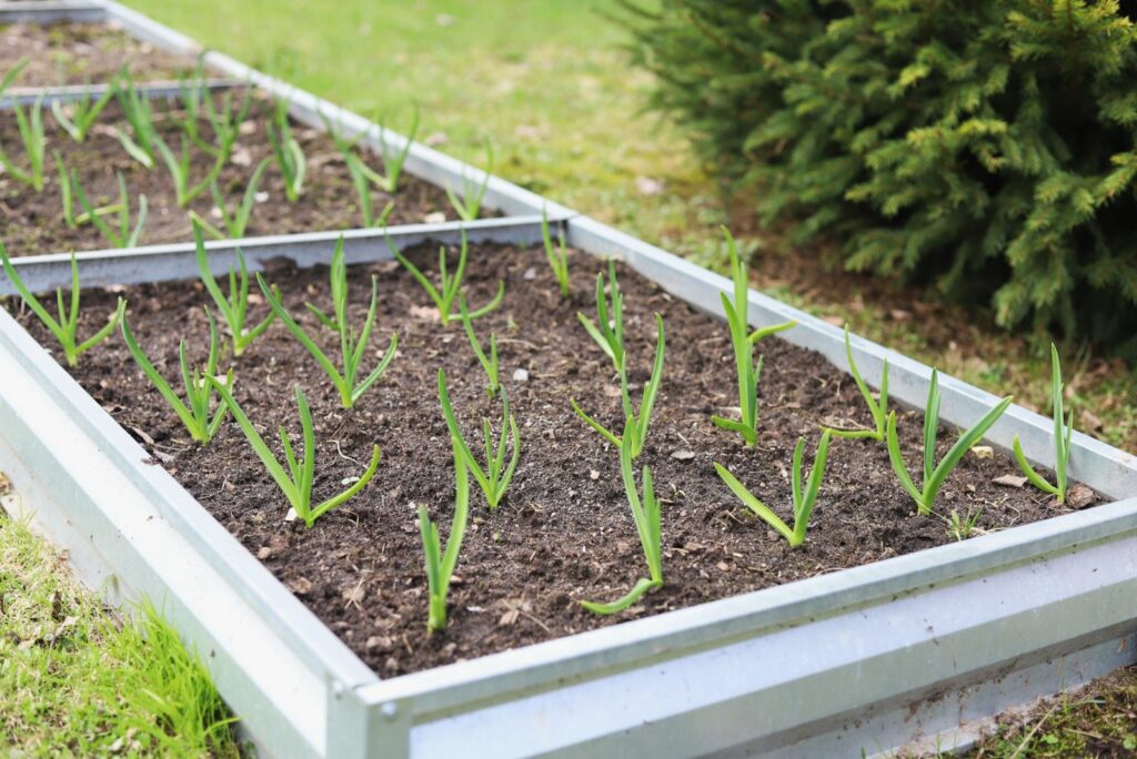 garlic in the garden