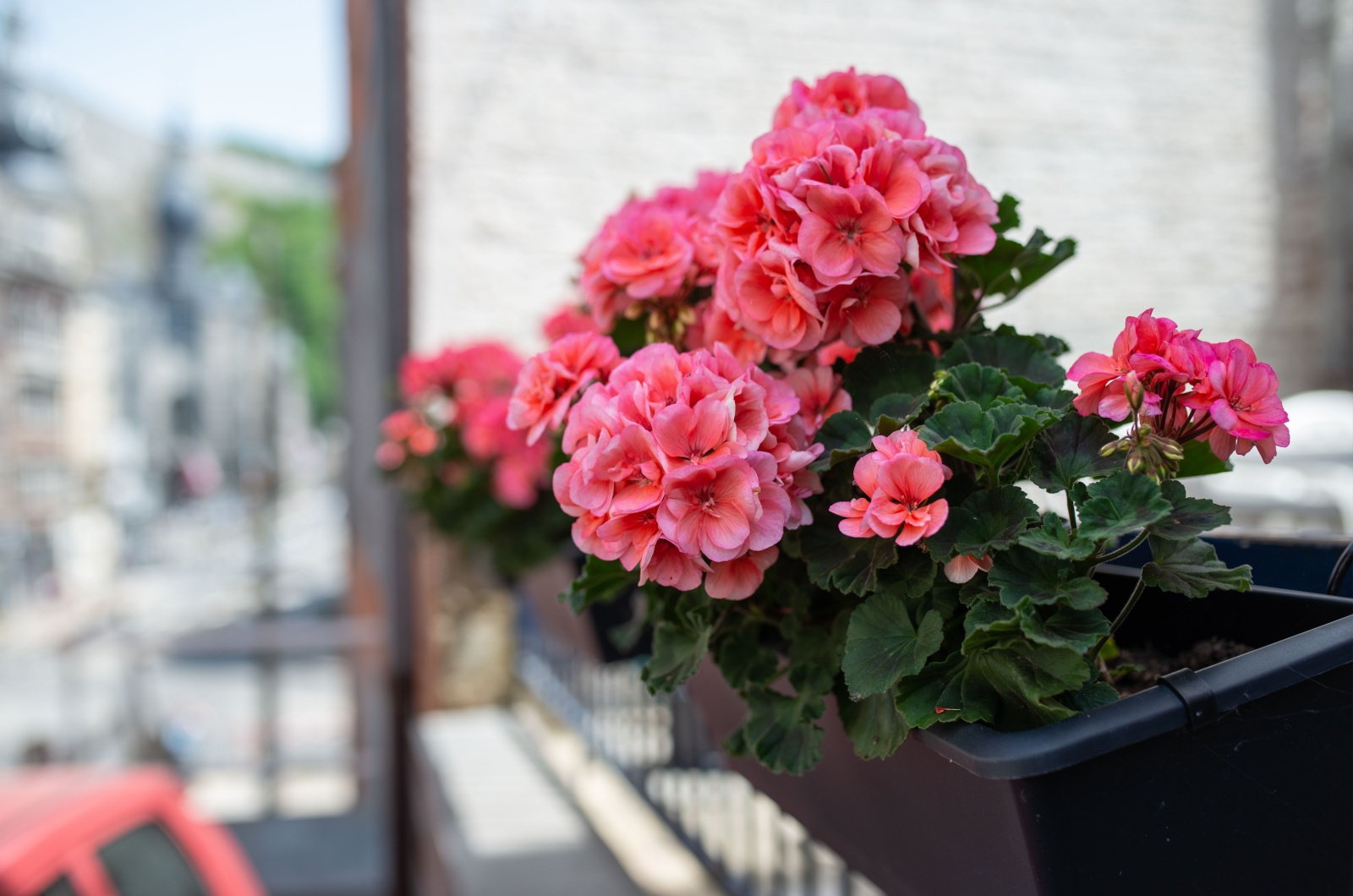 geraniums in pot