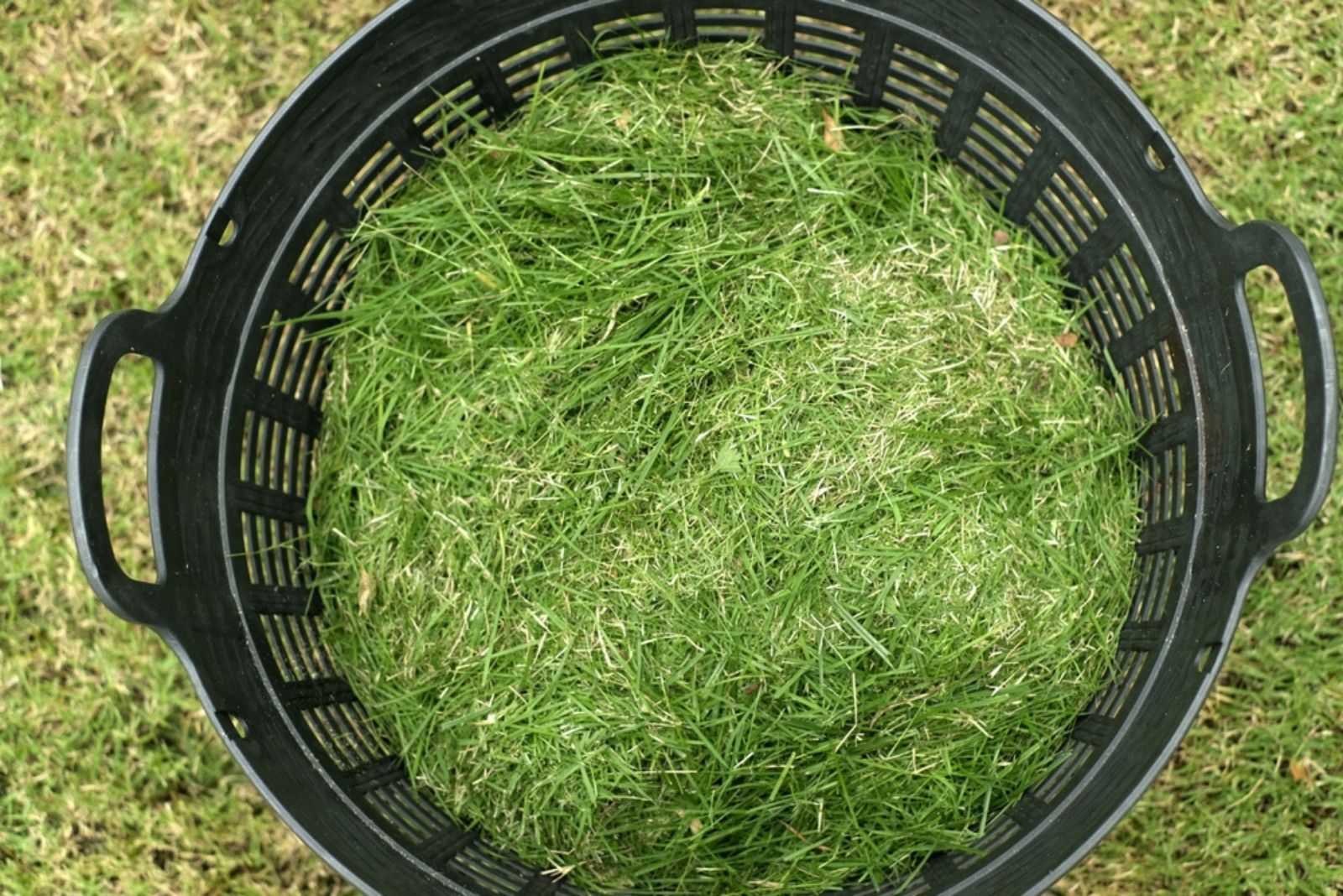 grass clippings