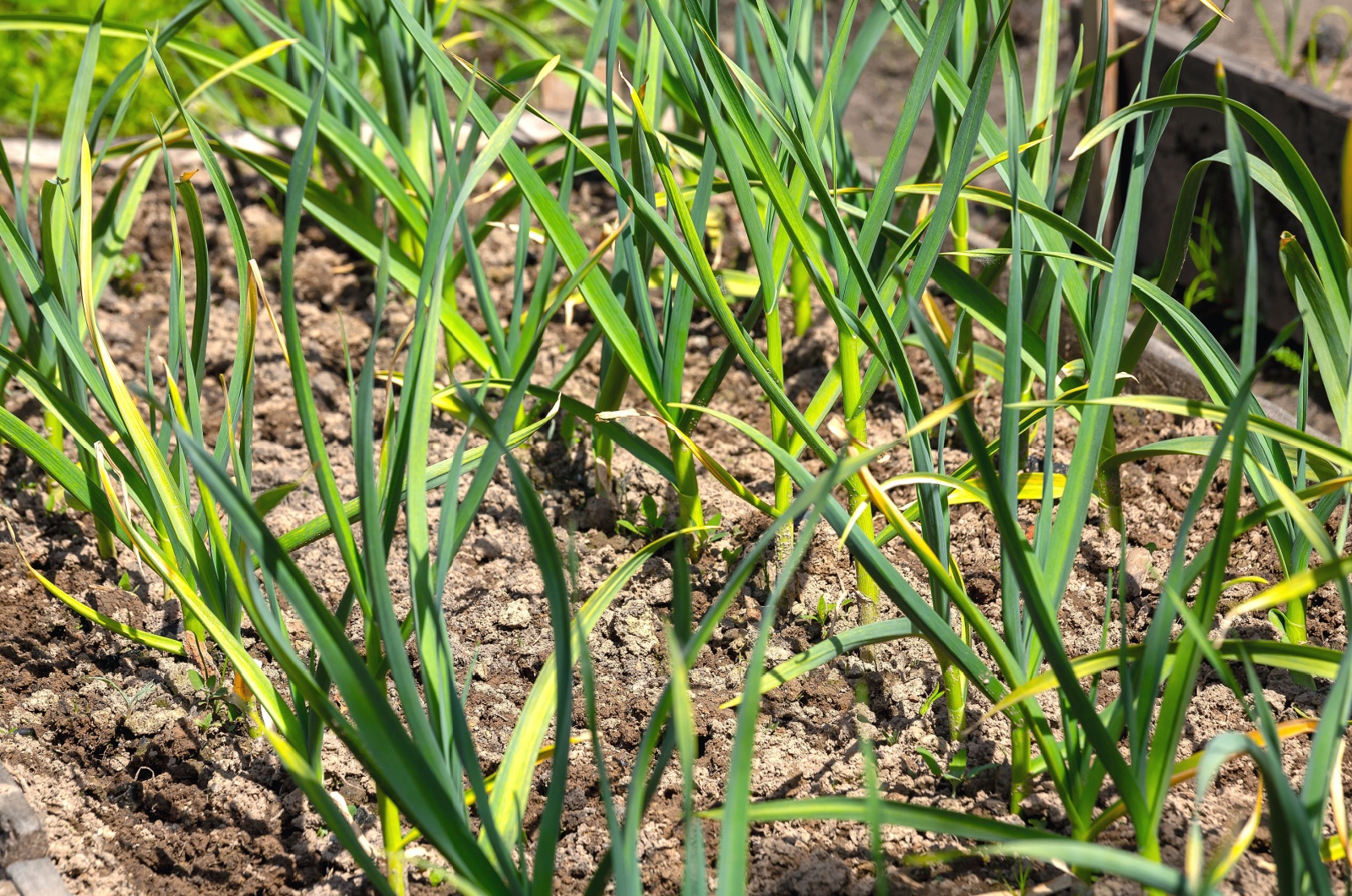 green crops growing in garden