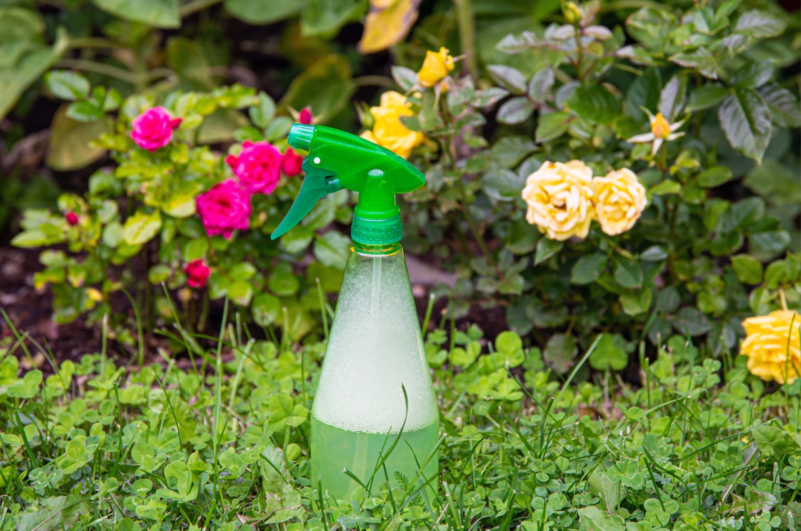 green spray bottle