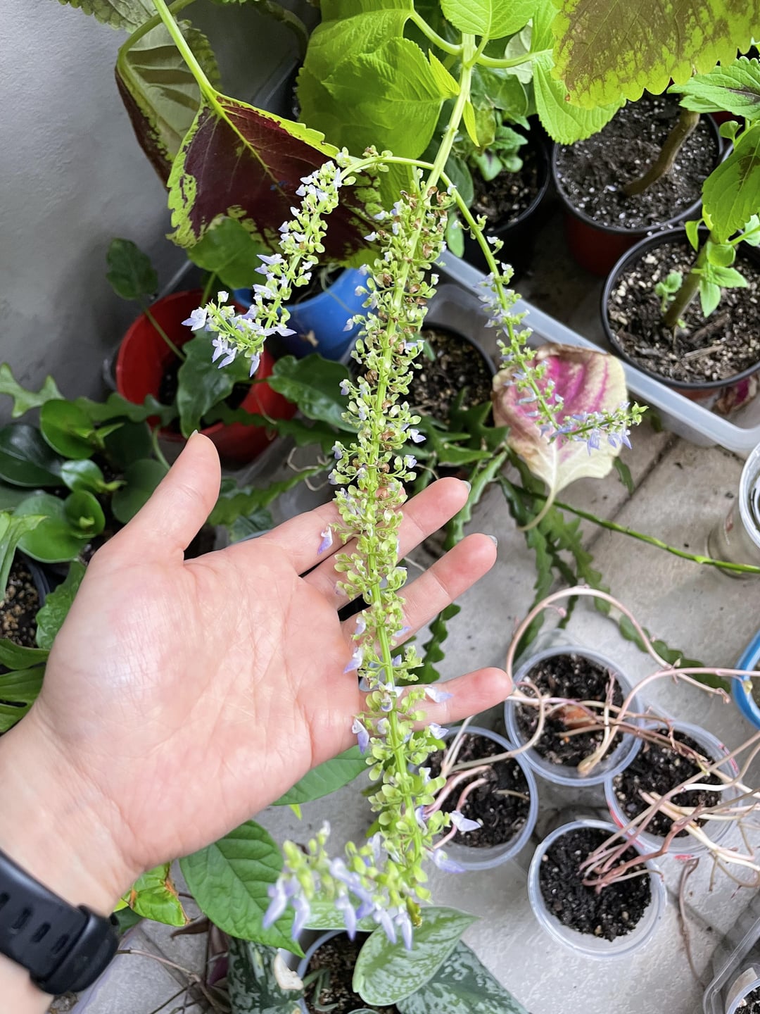 hand holding coleus plant