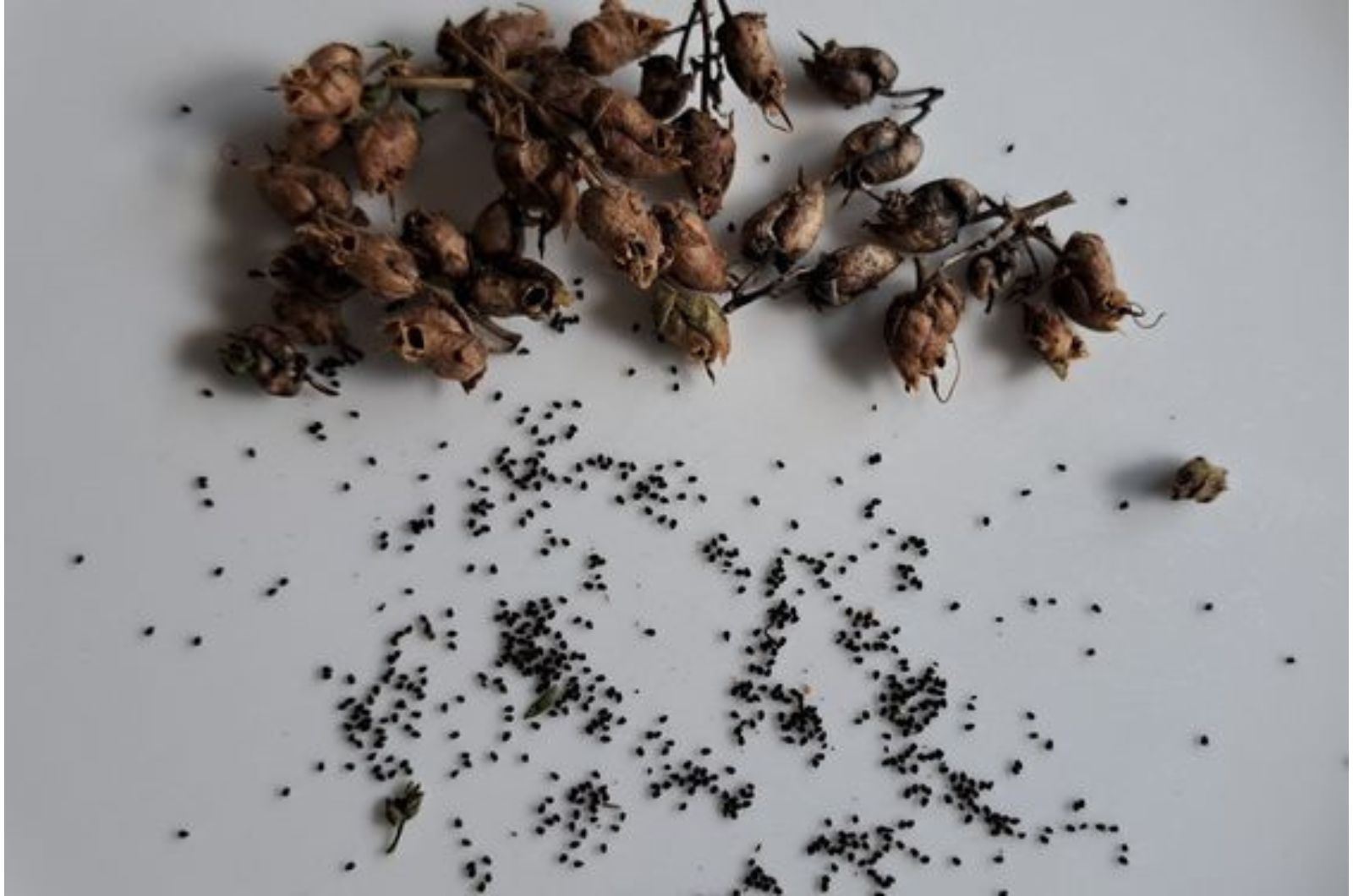 harvested seeds on a table