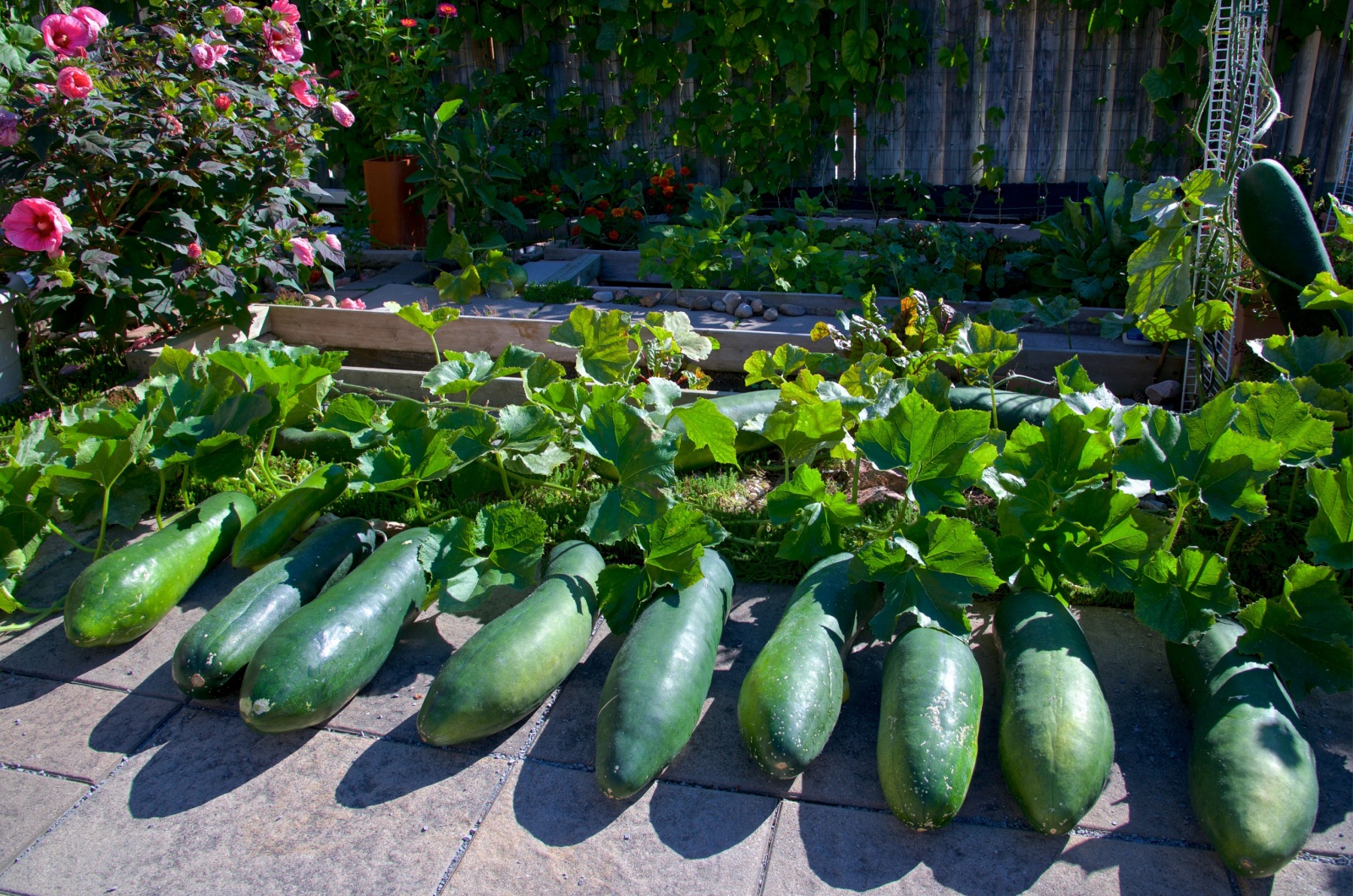 harvested winter melons