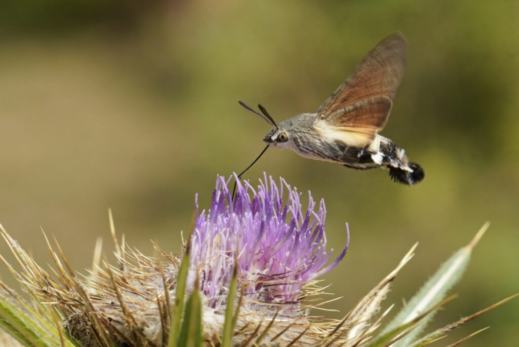 hummingbird feeds on a flower of thistle