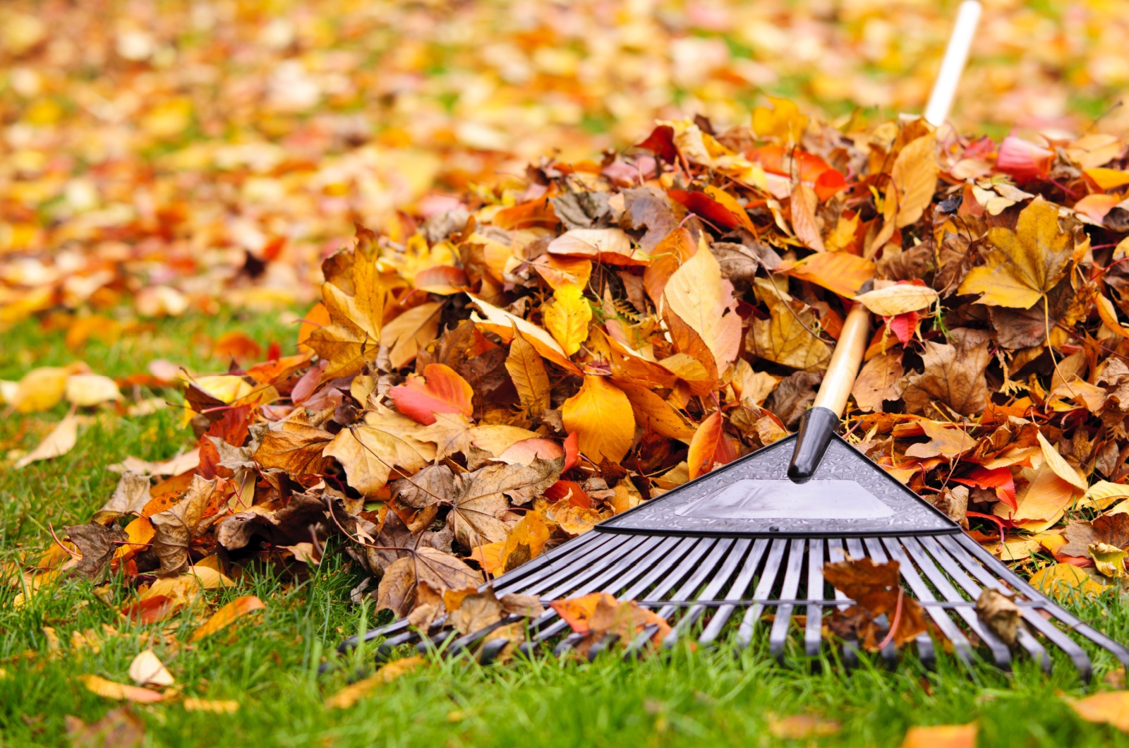 leaves in garden