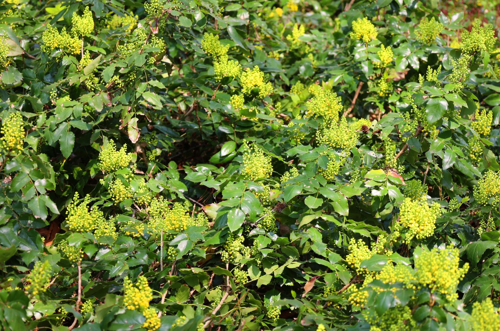 mahonia plant