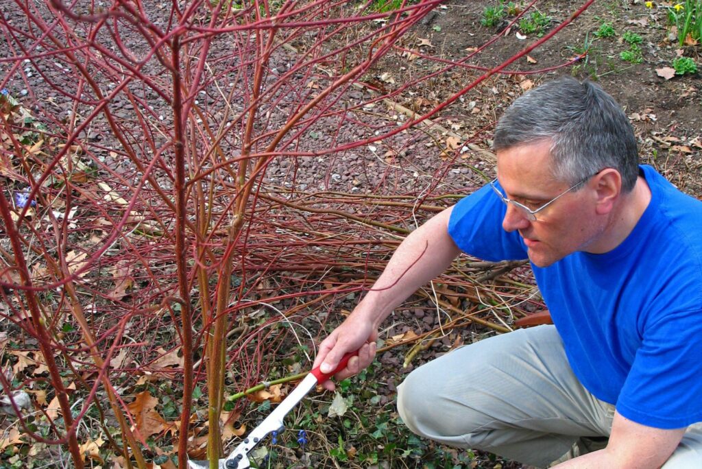 man cuts Dogwood