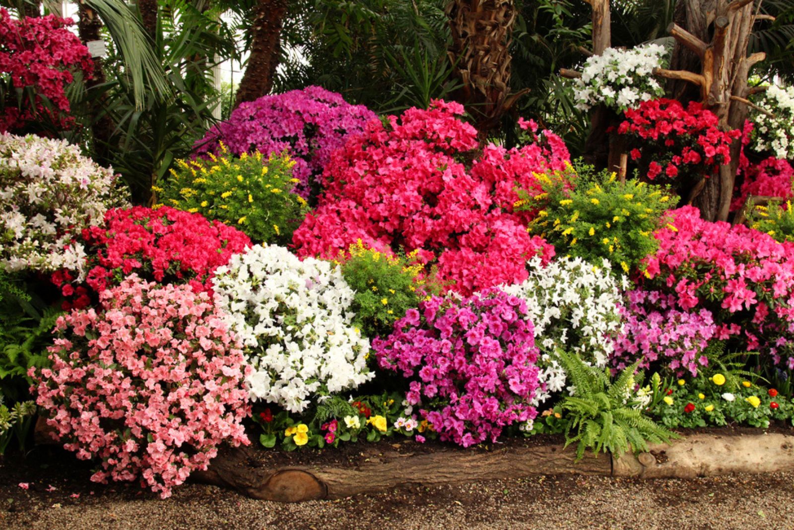 many flowering azalea bushes in different shades