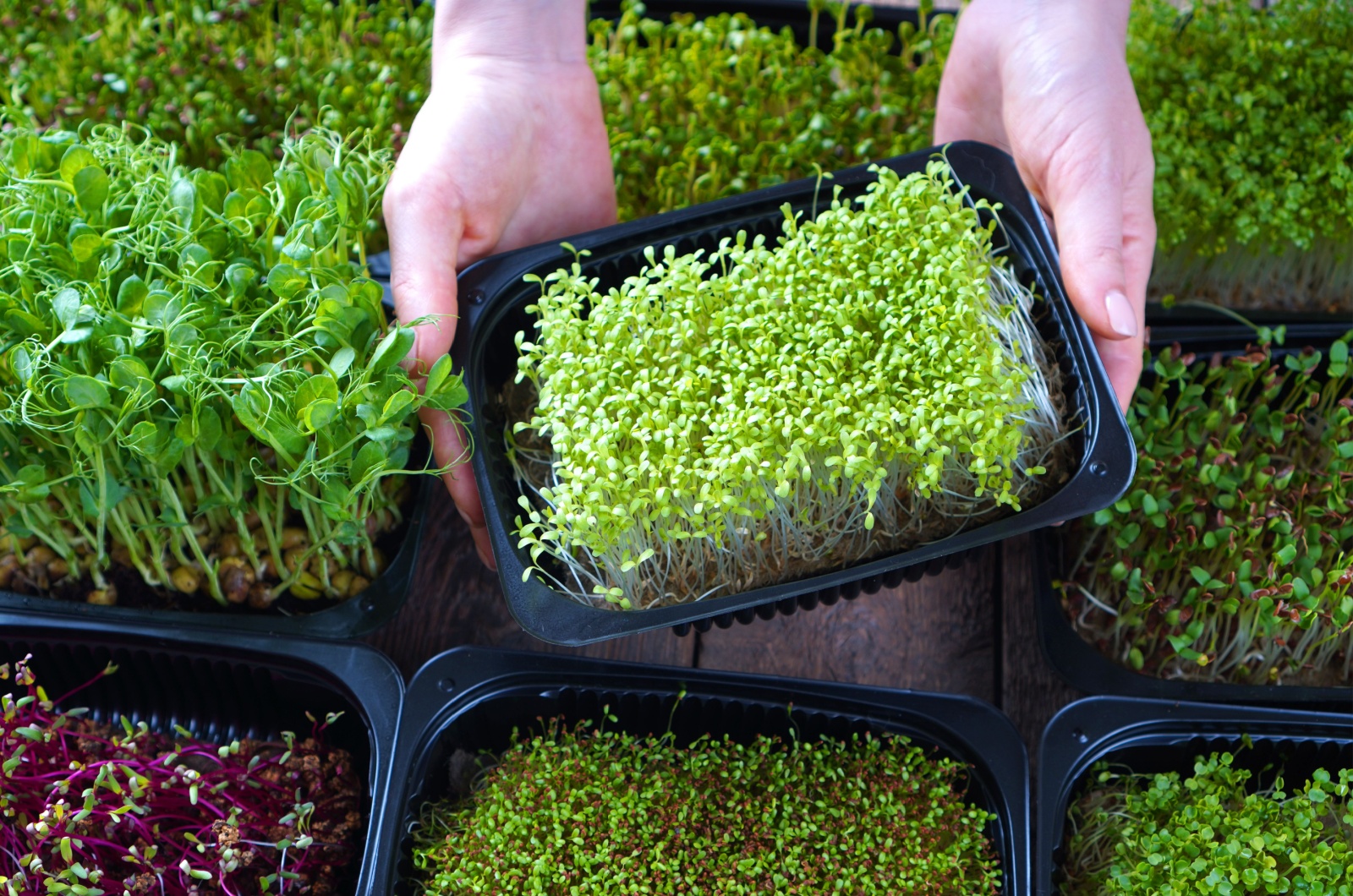 microgreens in trays