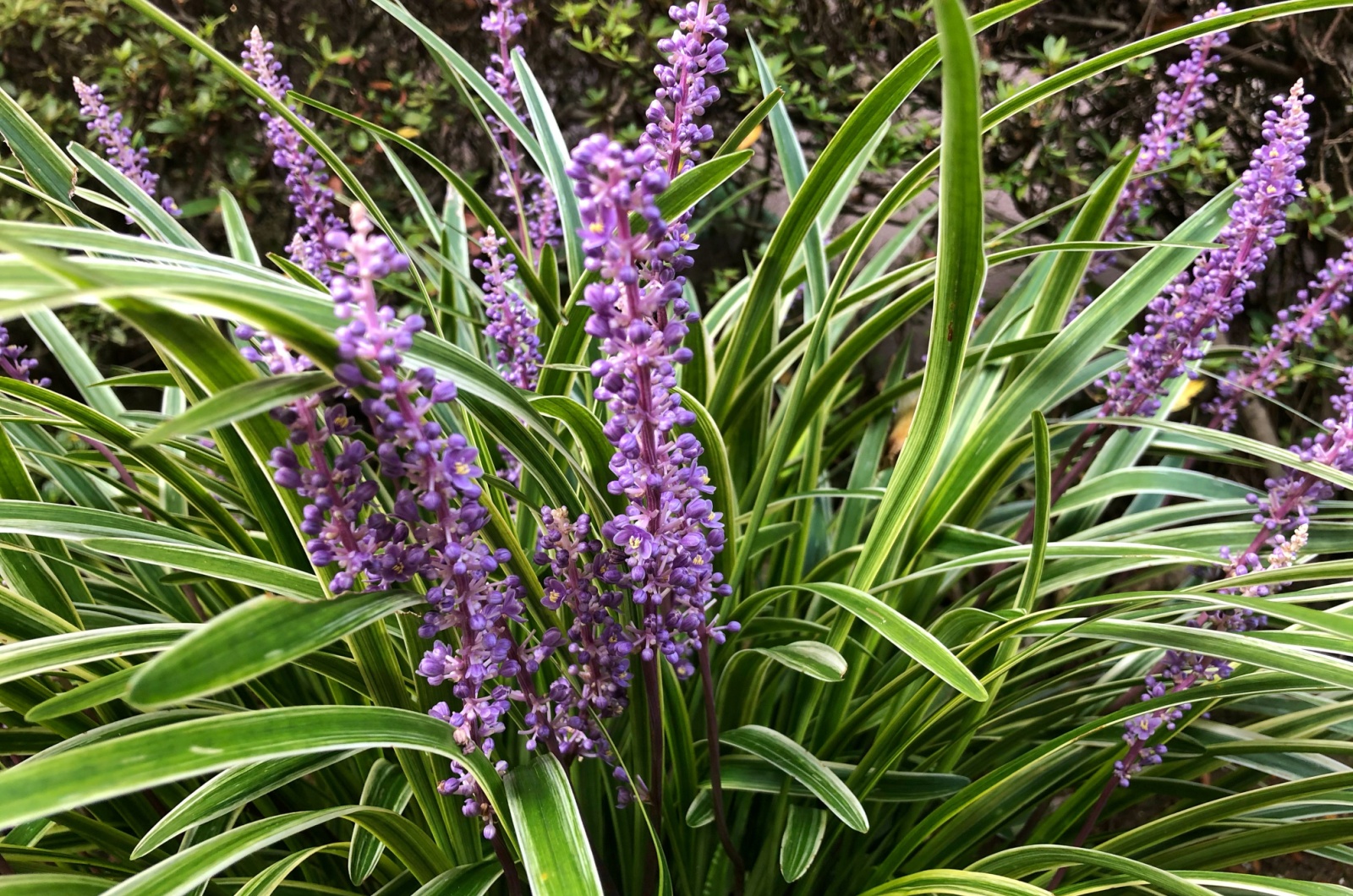 monkey grass in garden