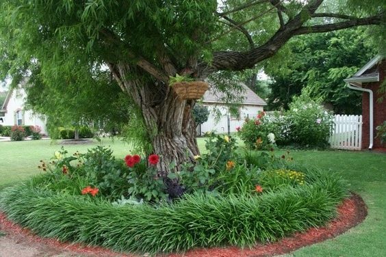 monkey grass under shade trees