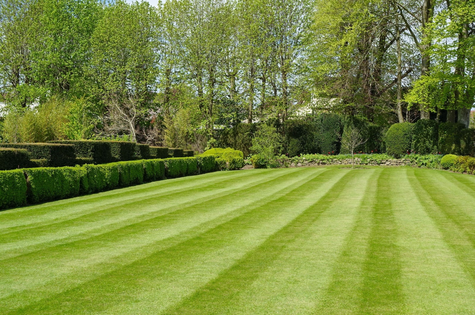 mowed striped grass lawn