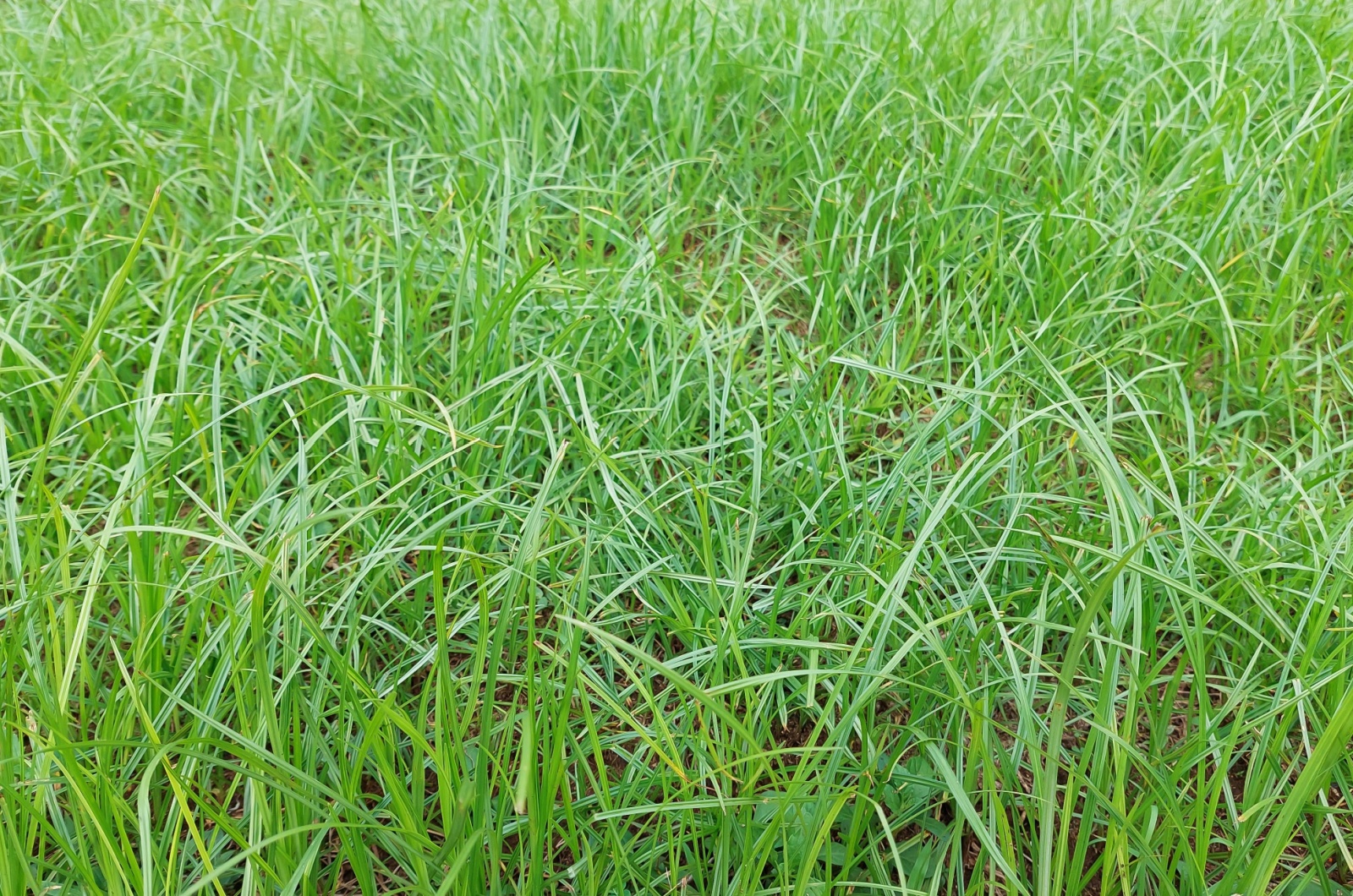 nutsedge grass