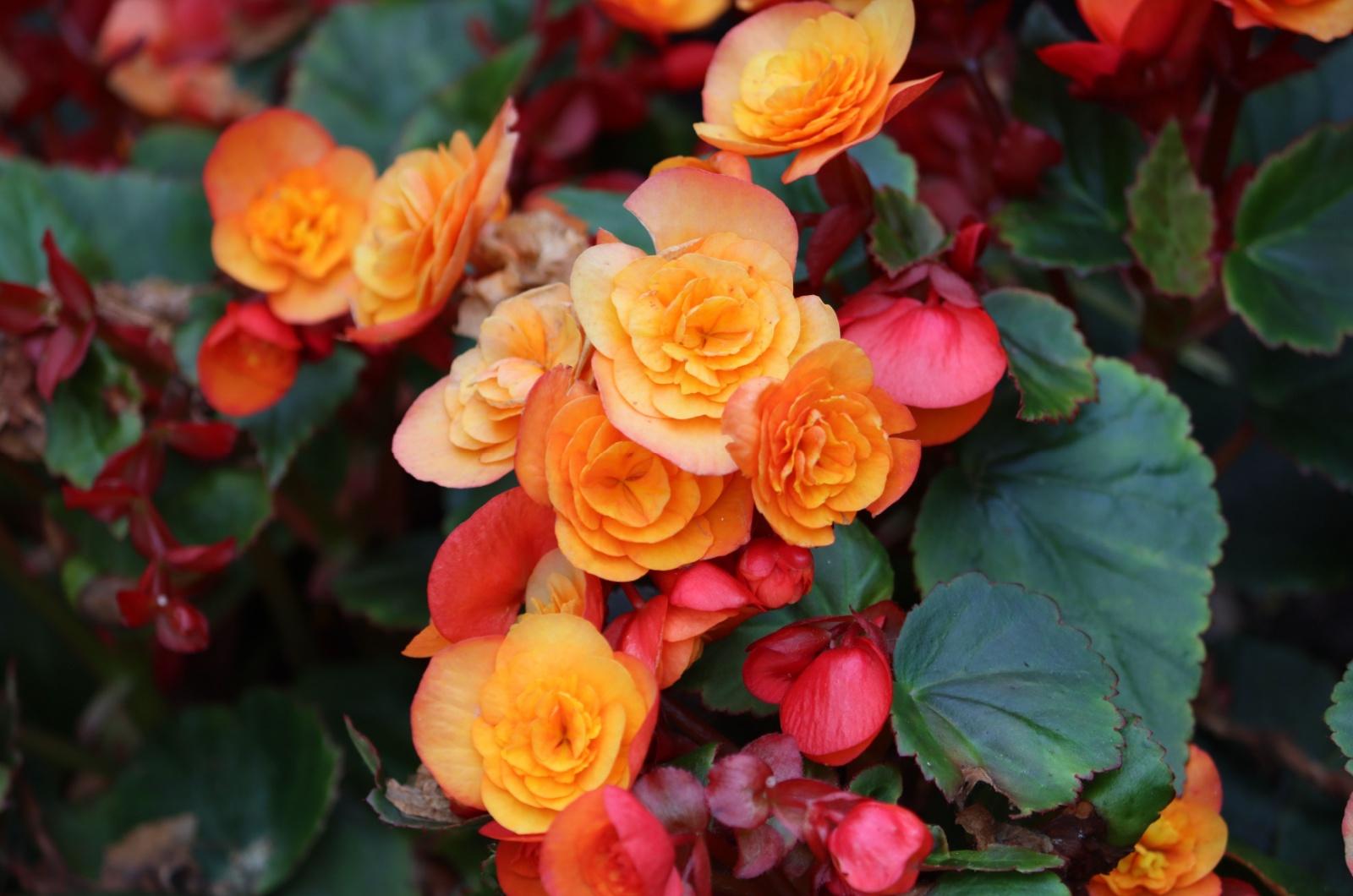 orange begonia flowers