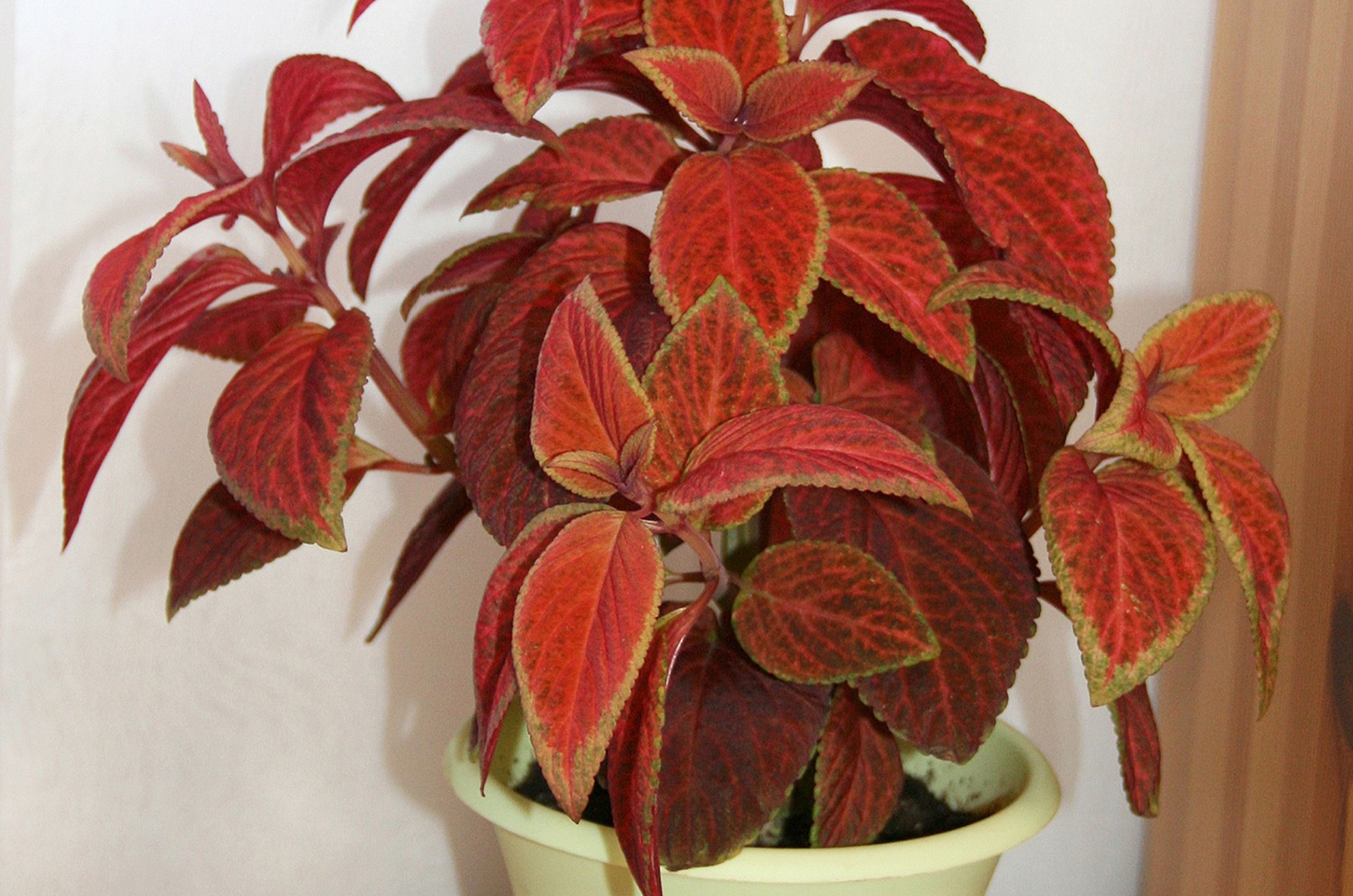 orange coleus plant