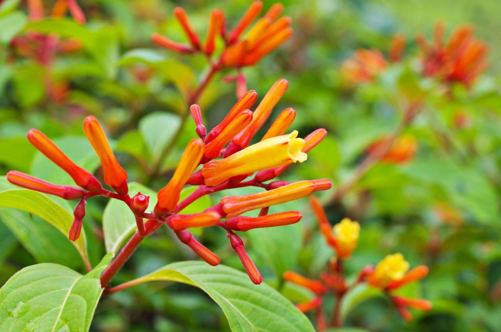 orange flowers