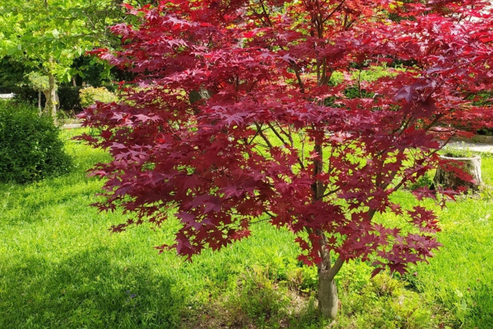 palmate maple in a garden