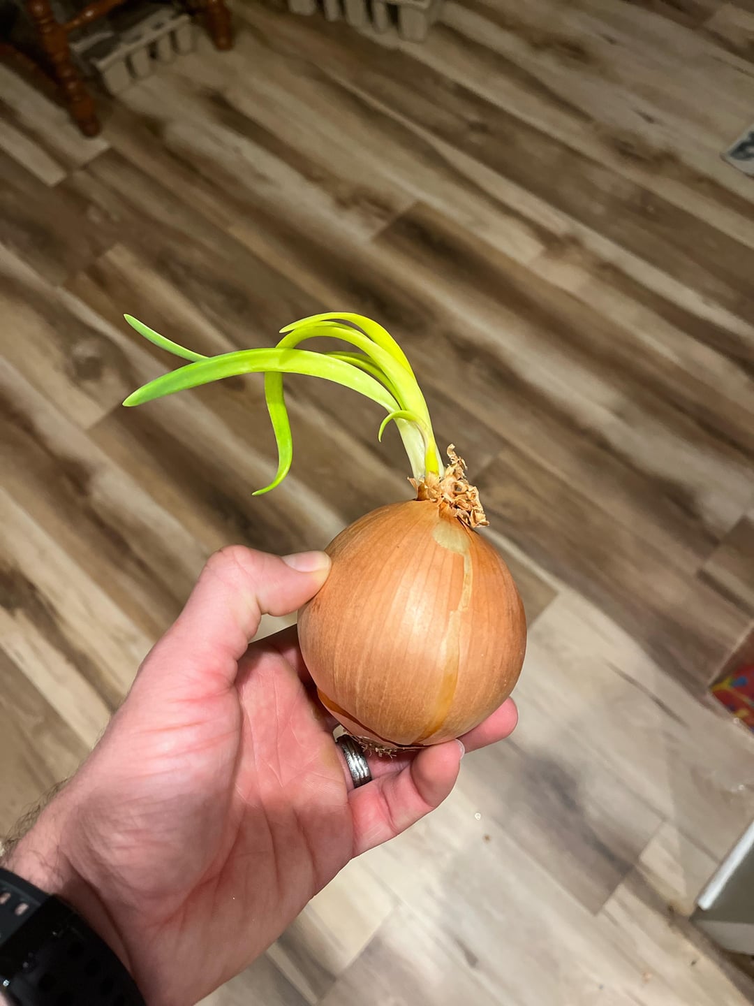 photo of an onion