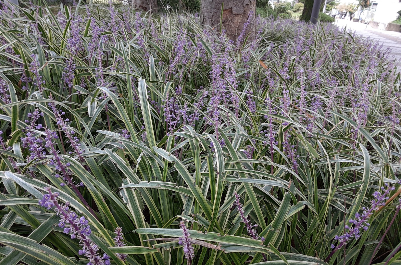 photo of monkey grass