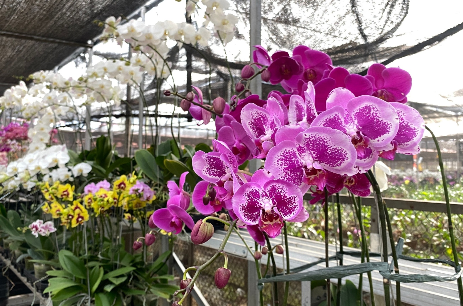 photo of orchids