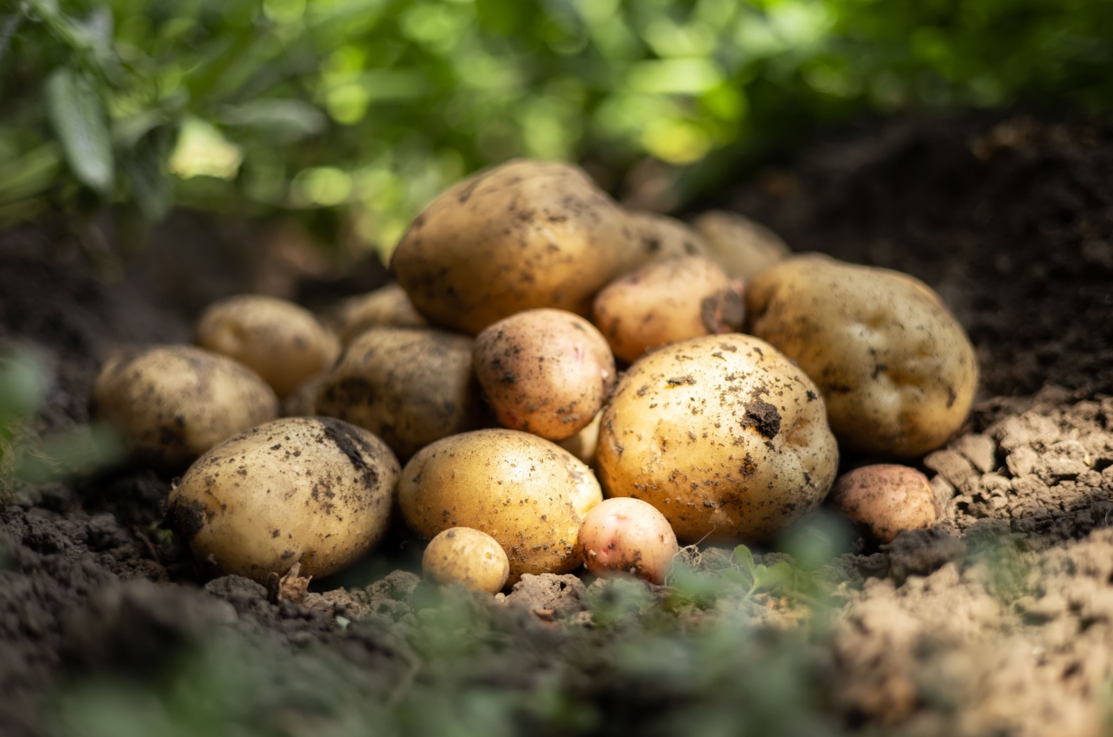 pile of potatoes