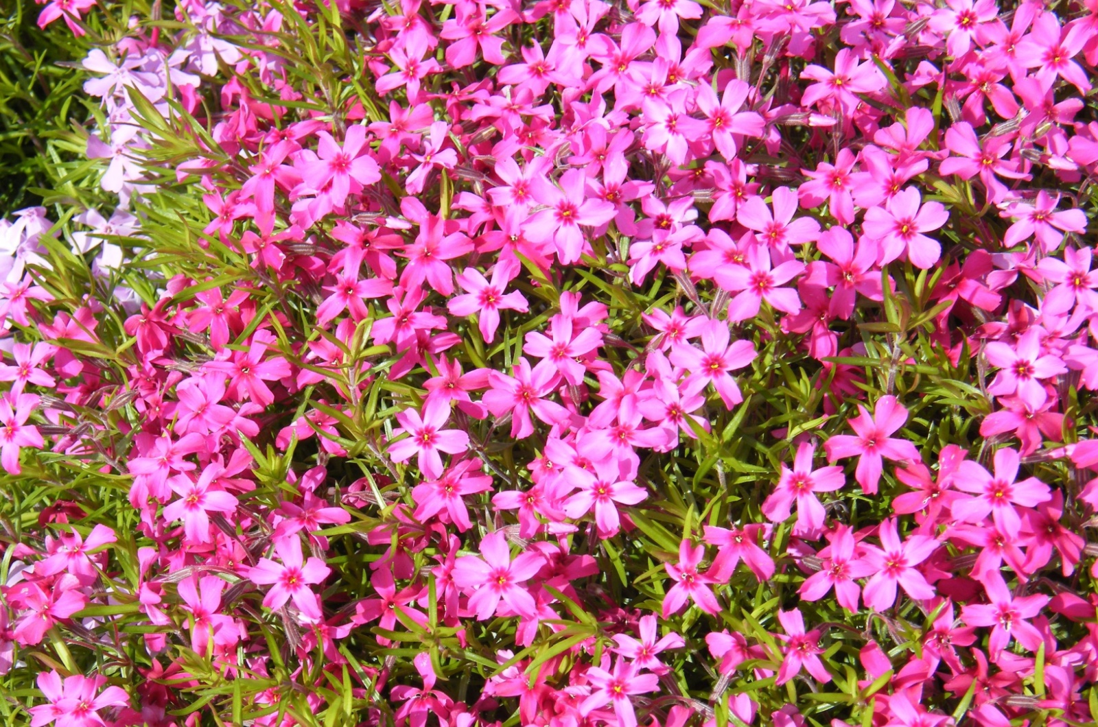 pink phlox