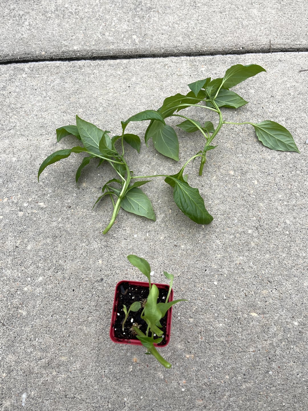 plant cuttings