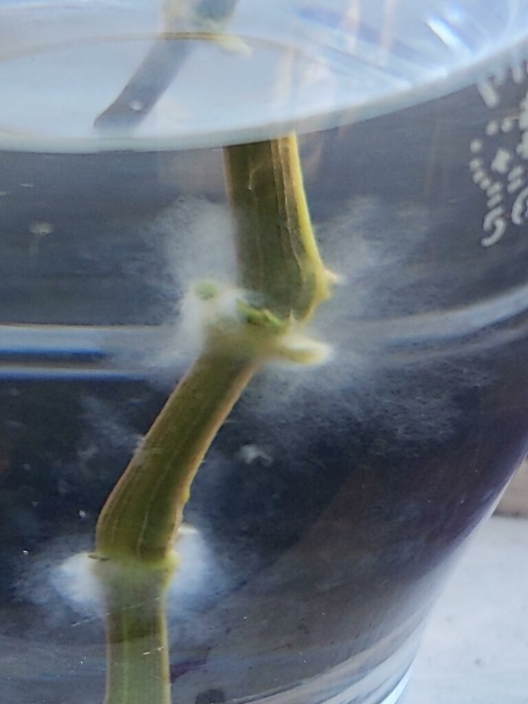 plant stem with nodes in water