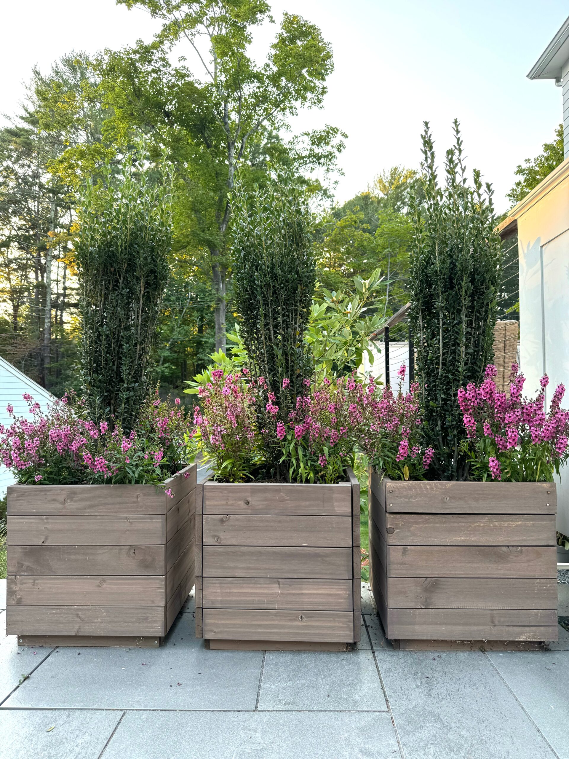 planters with boxwoods and pink flowers