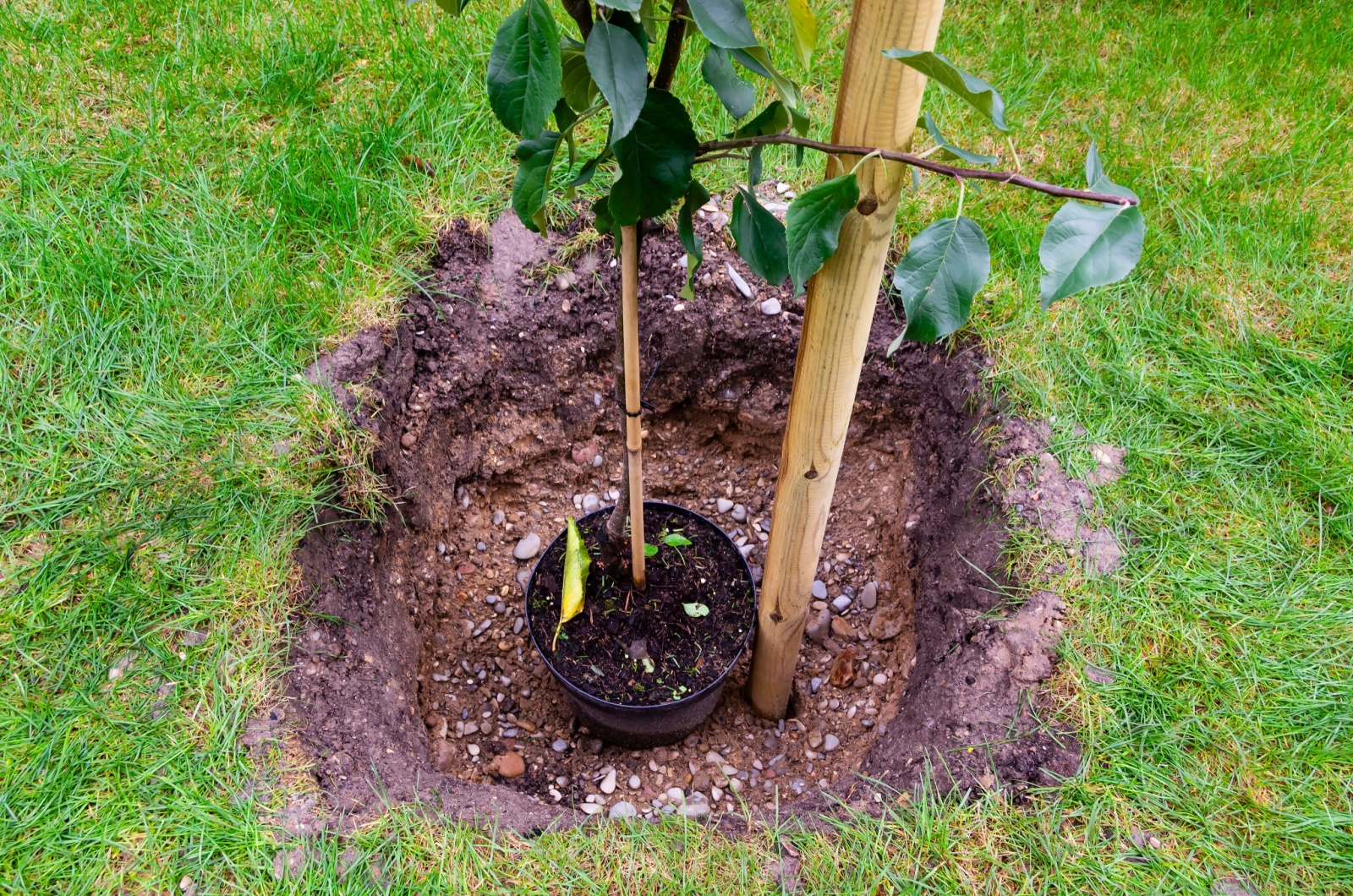 planting a tree