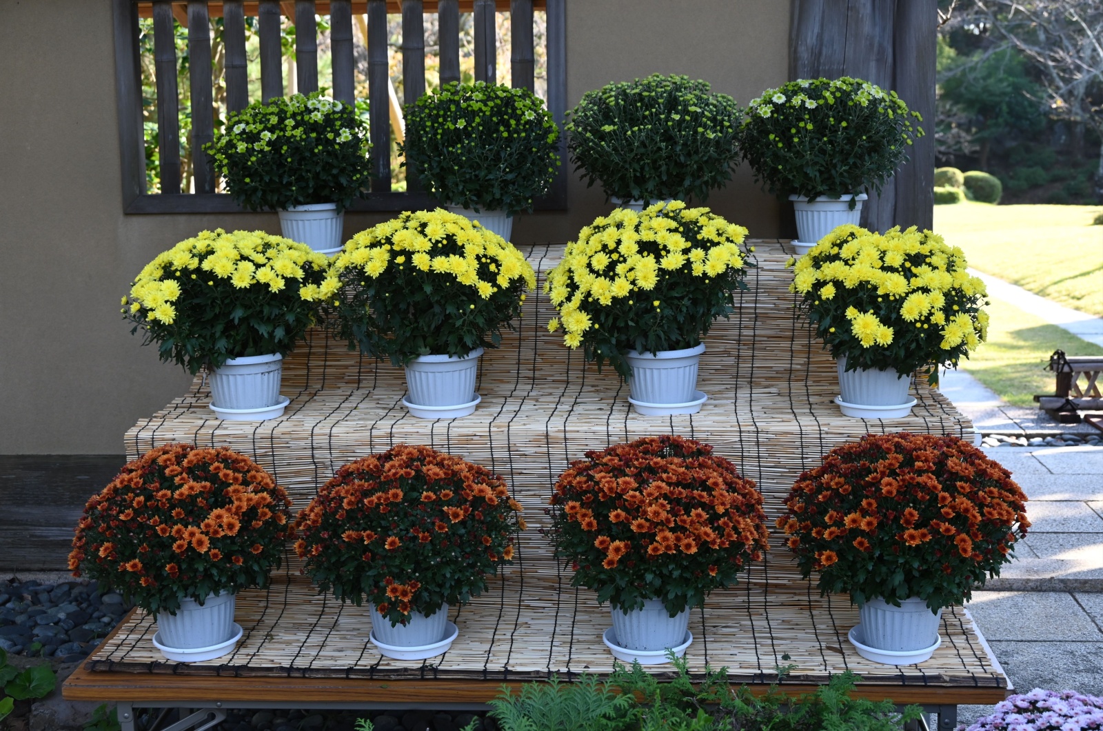 potted chrysanthemum